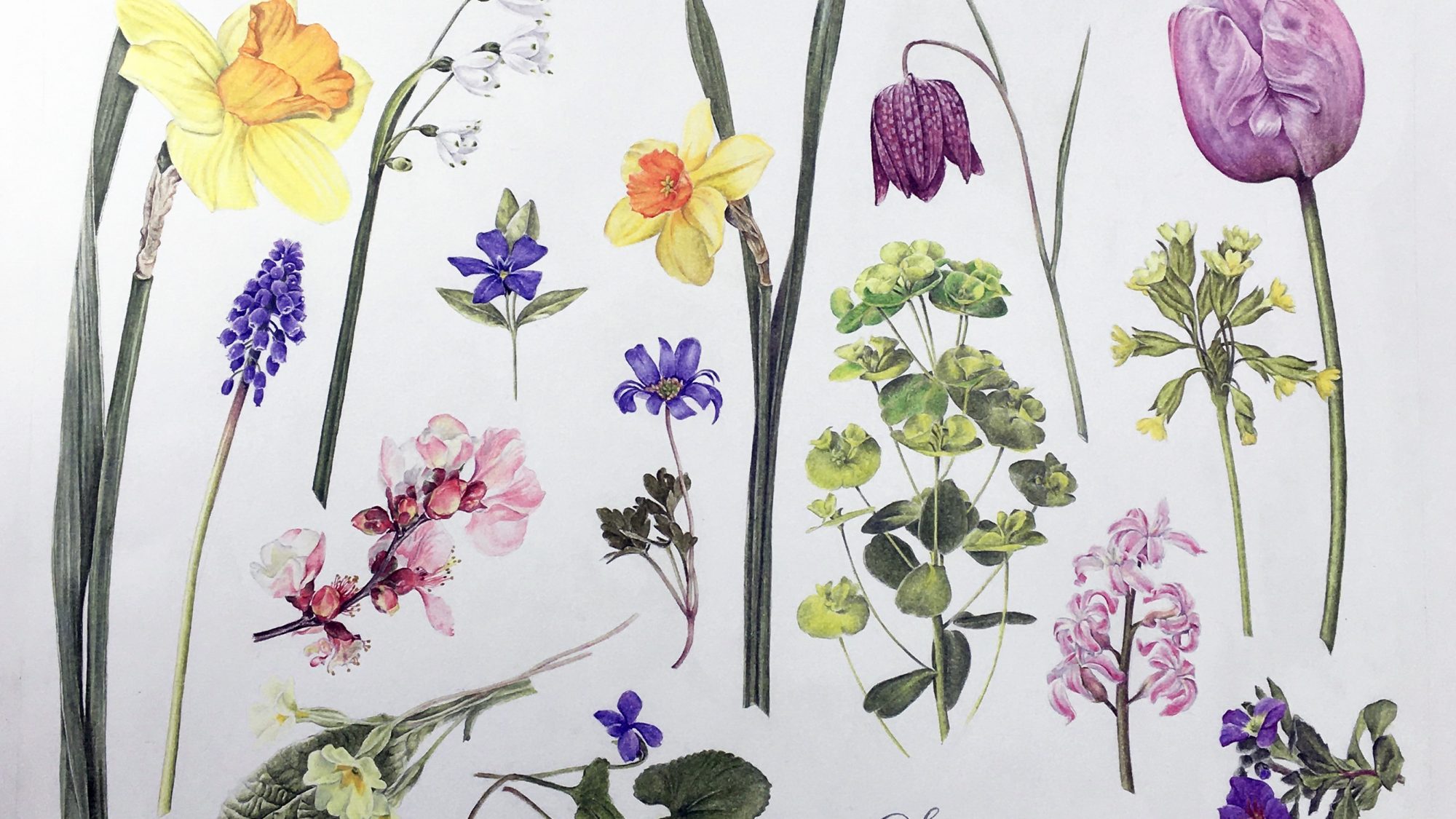 pencil illustrations of wildflowers