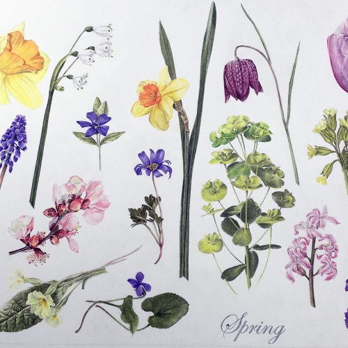Illustrating wildflowers in coloured pencil