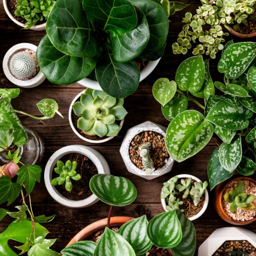 Houseplants: Creating an indoor jungle