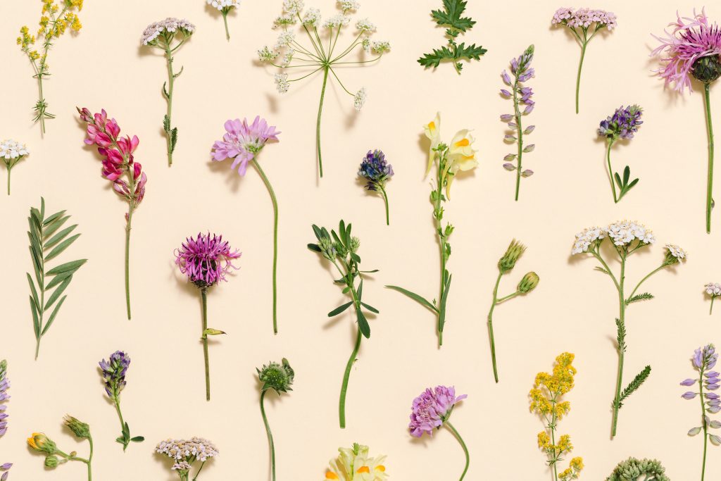a photograph of a selection of cut native wild flowers in bloom
