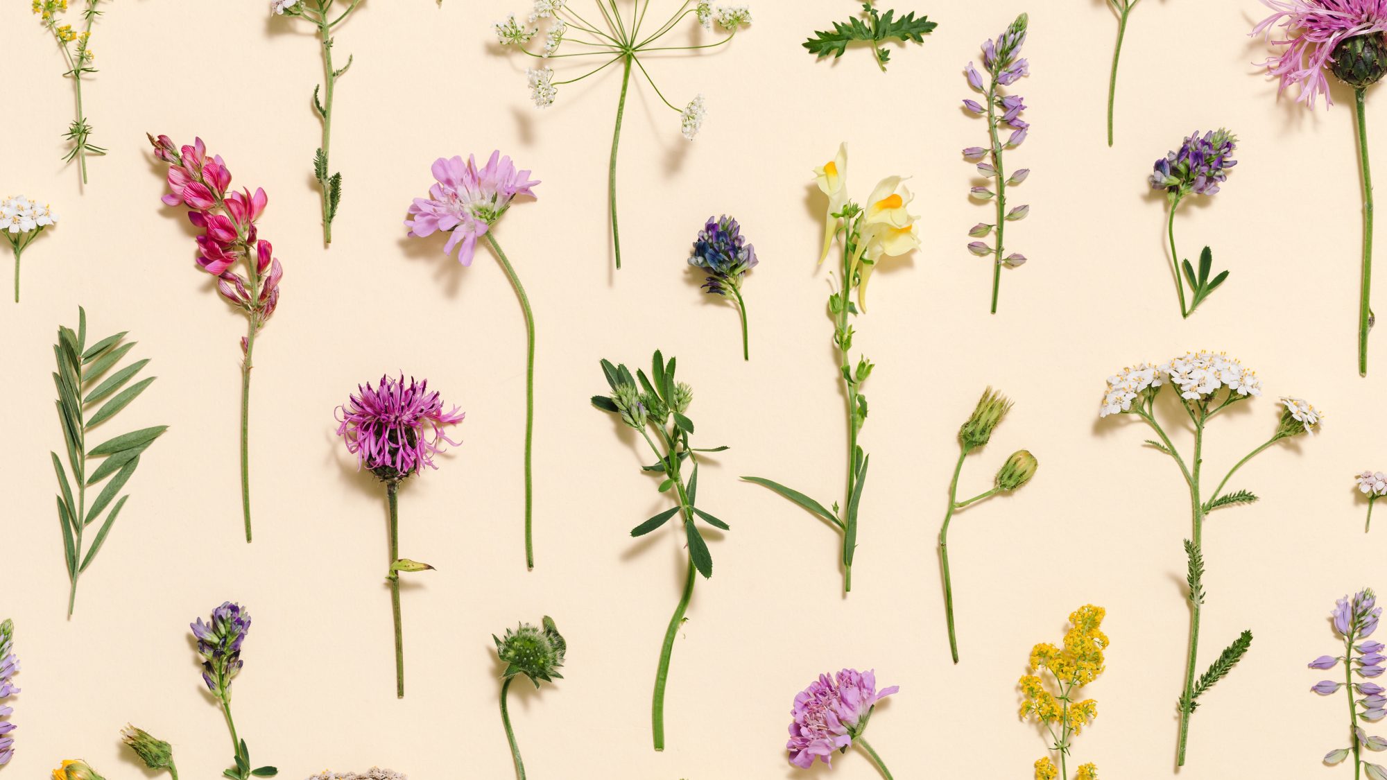 a photograph of a selection of cut native wild flowers in bloom