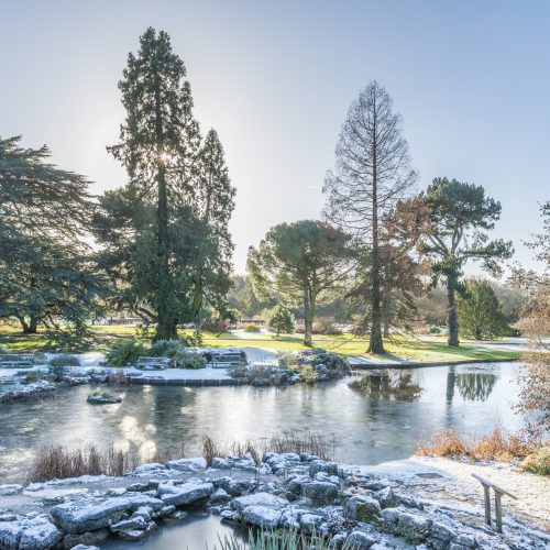 The garden in frost and snow