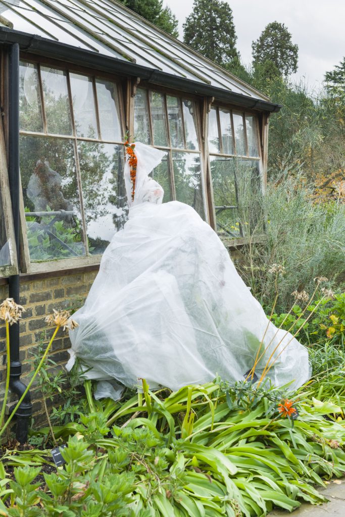 A plant outside of a glasshouse is wrapped in a white sheet, surrounded by green shrubs.