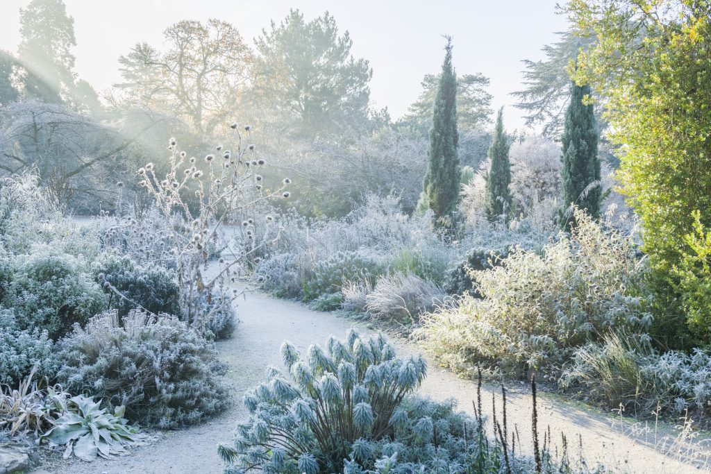 A frosty garden with Mediterranean plants, trees, shrubs and path.