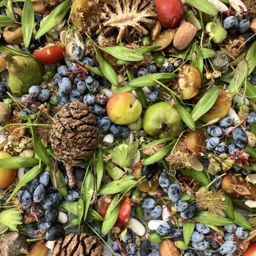 Seed collecting and storage for the gardener