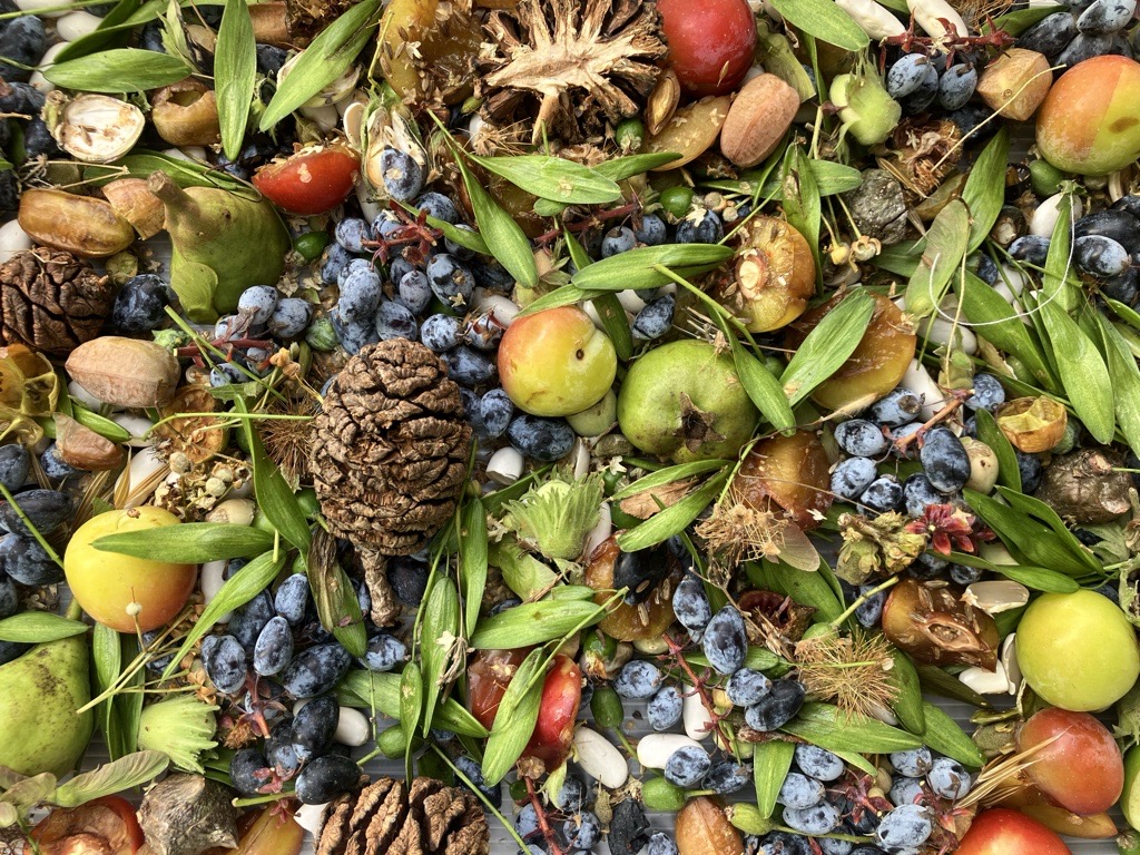 a selection of seeds, fruits and cones