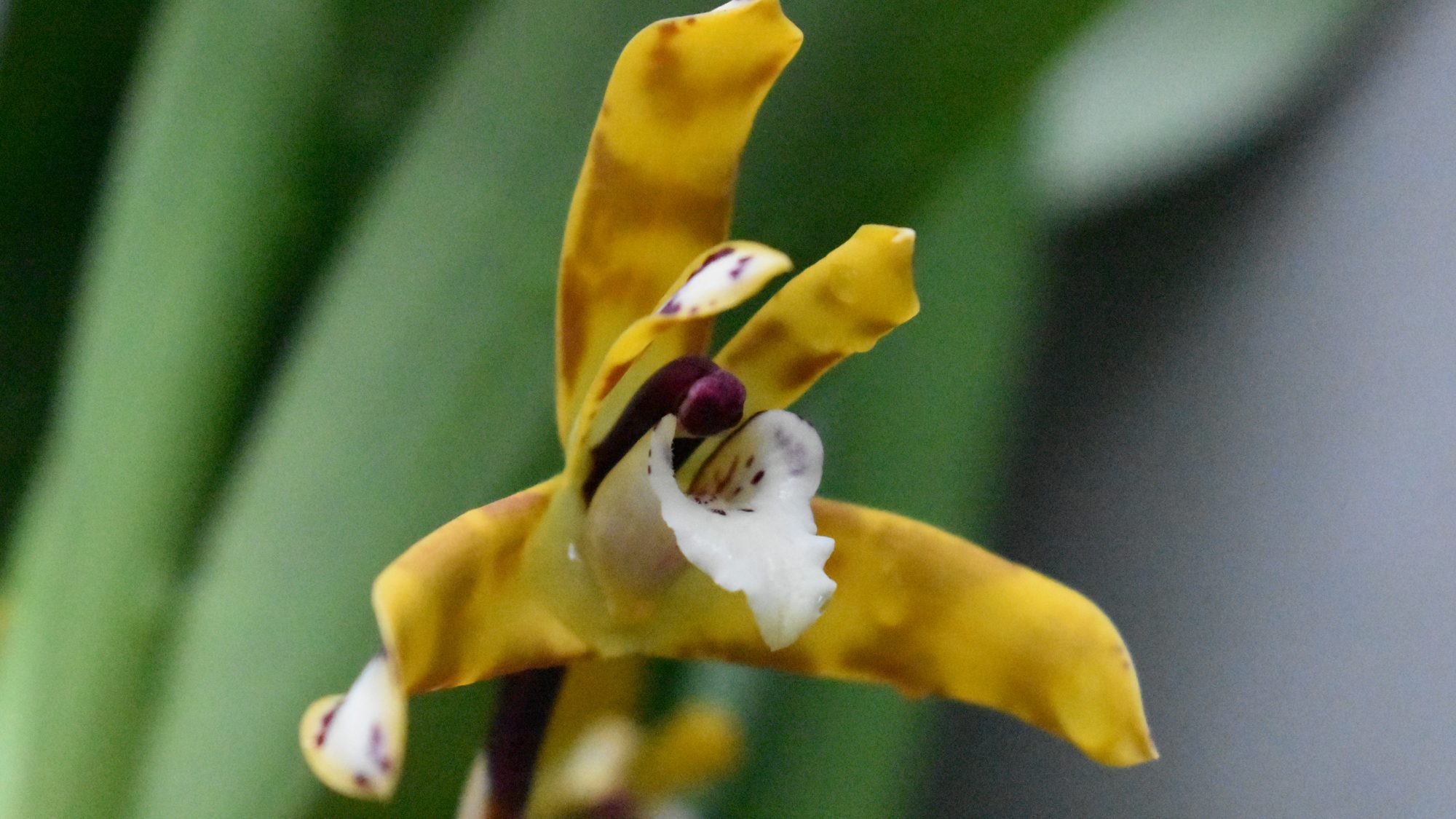 Yellow flower with white lip.