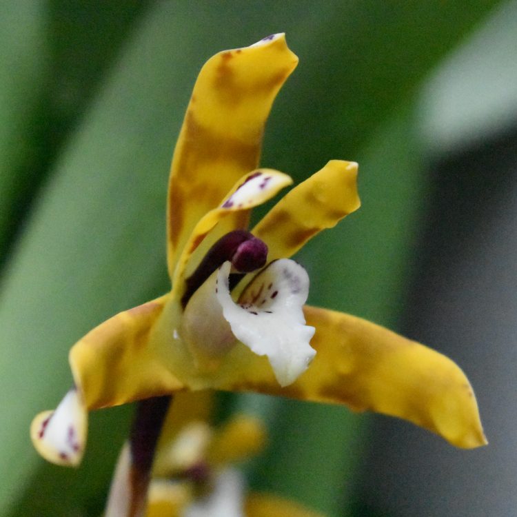 Maxillaria kautskyi