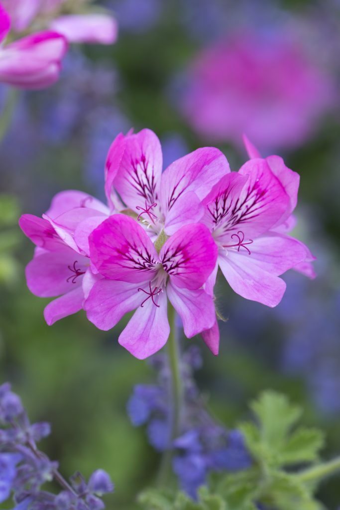 flowers with petals of different shades of pink on tall stalks, with purple flowers in the background.