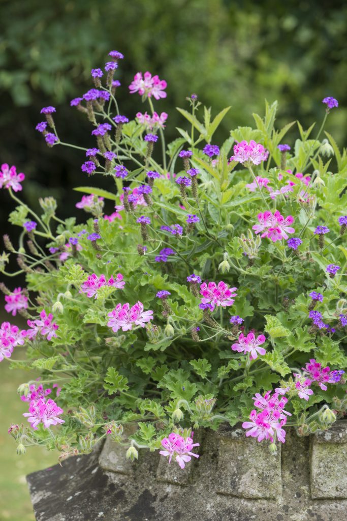 Pink and purple flowers with green shrub in a concrete pot.