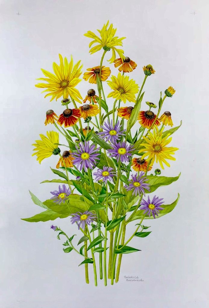 an illustration of late summer daisies