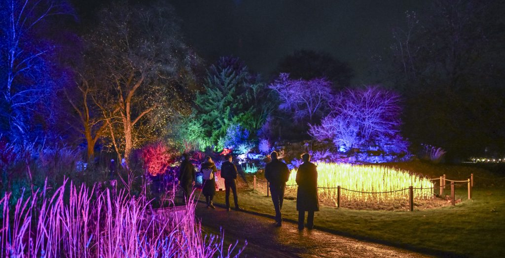 Five silhouetted adult figures walk the path between the Fen Garden and an installation on the ground beside the Rock Garden that looks like a glowing crop of golden wheat, standing straight up from the ground.  The image is in landscape and the surroundings are lit in different colours - the reeds in the foreground are fuchsia and the trees in the background are blue, orange, green and indigo. The night sky is visible in the top right corner, though it appears to be solid black.