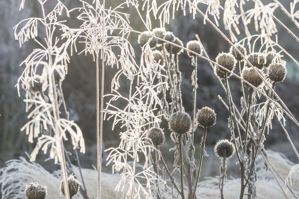 Frost covers tall stemmed plants.