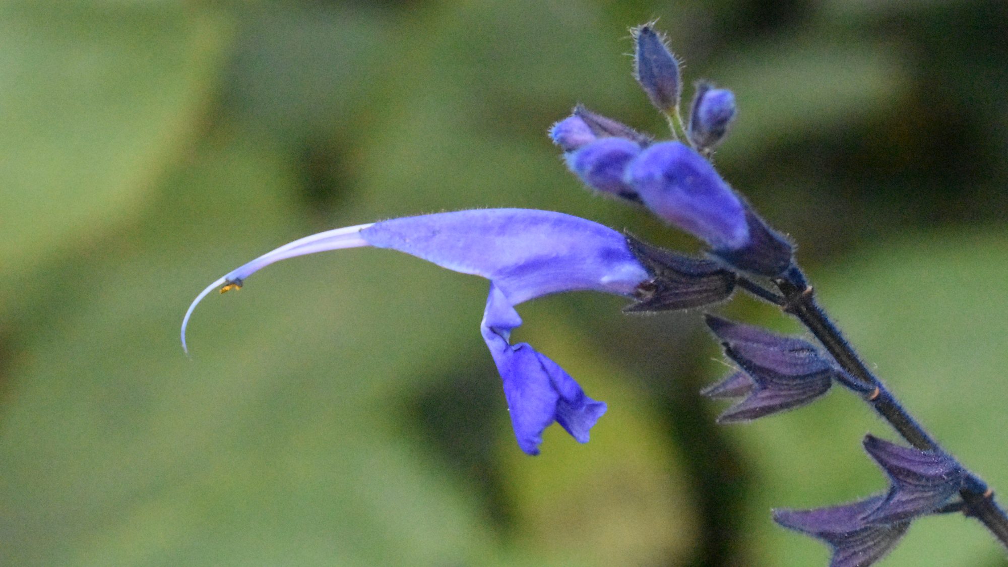 Rich blue, slender, two-lipped flower with dark blue calyx and stem.