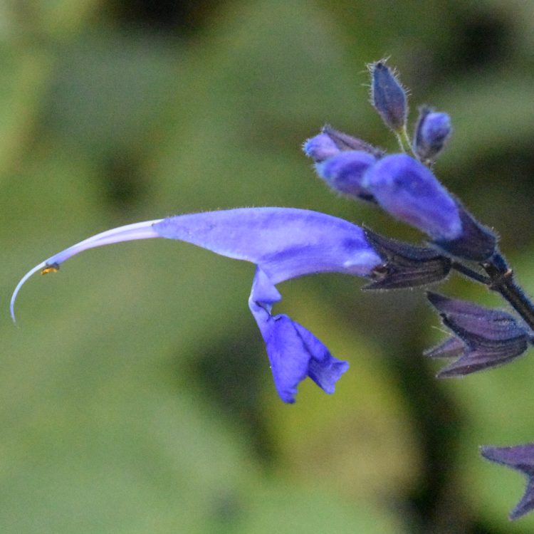 Salvia macrophylla