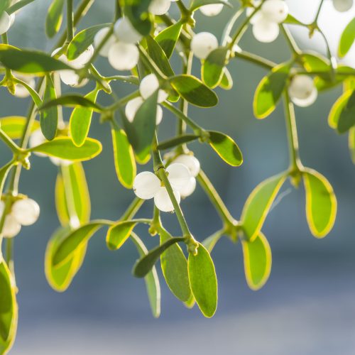 What's On in the Garden this Winter 2025-2026