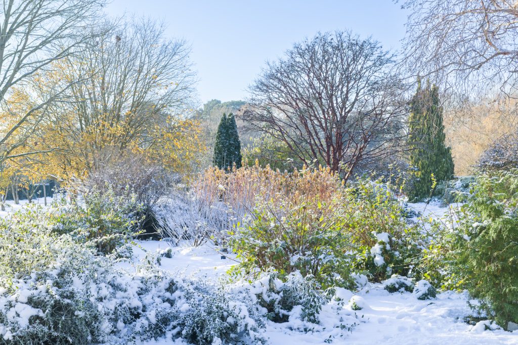 A snow covered garden with shrubs and trees.