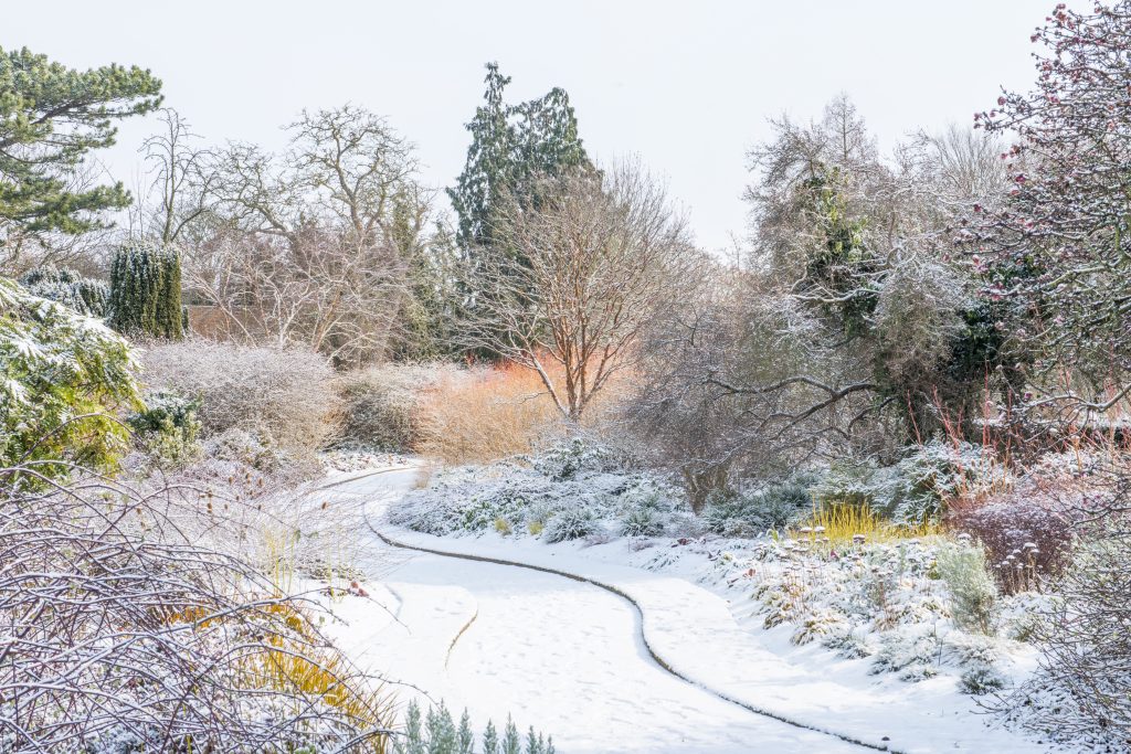 A snowy path runs through a garden with yellow, red, and green shrubs, covered in snow.