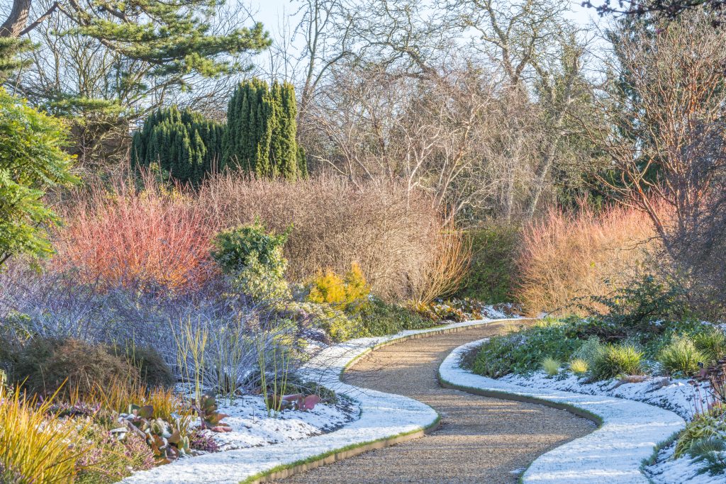 A path runs through a garden with colourful shrubs with a sprinkling of snow of the ground.