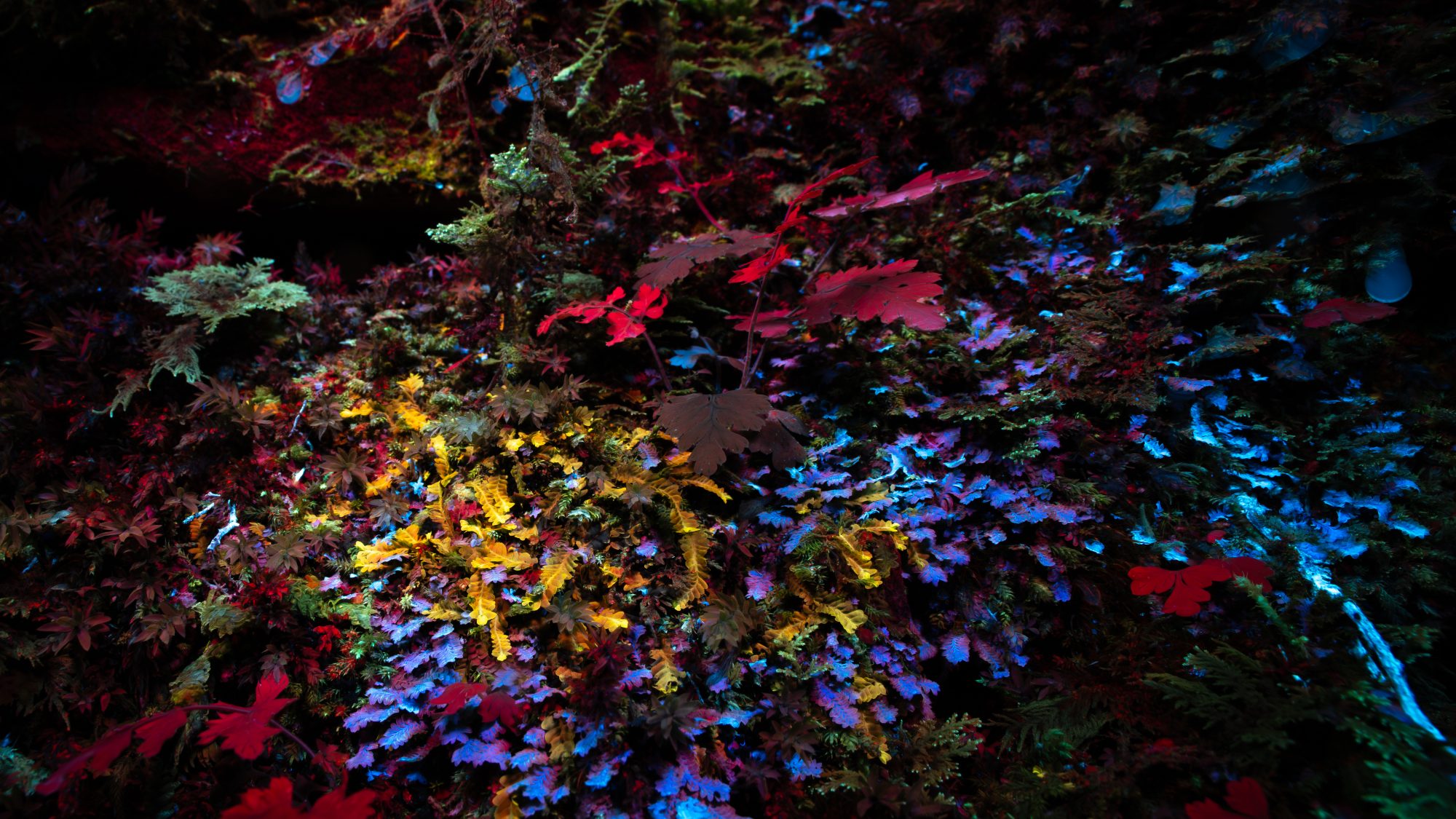 Biofluorescent scene from Ty Canol Woods