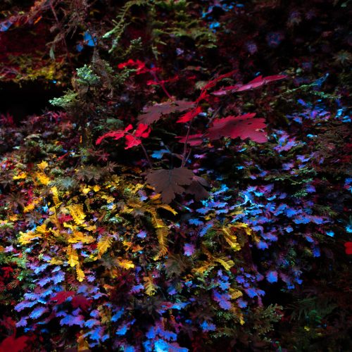 Twilight – Bioluminescence walk with David Atthowe