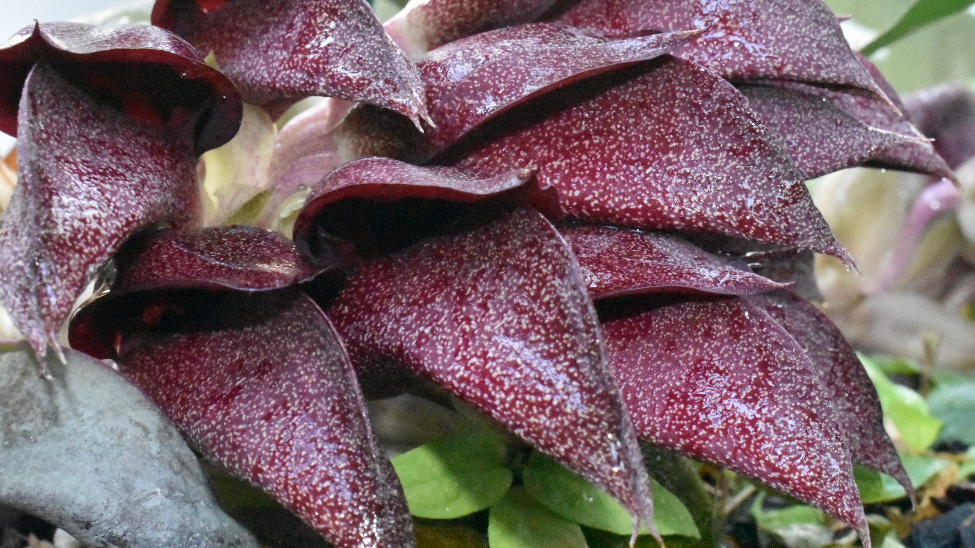 Hooded, deep red cluster of flowers.