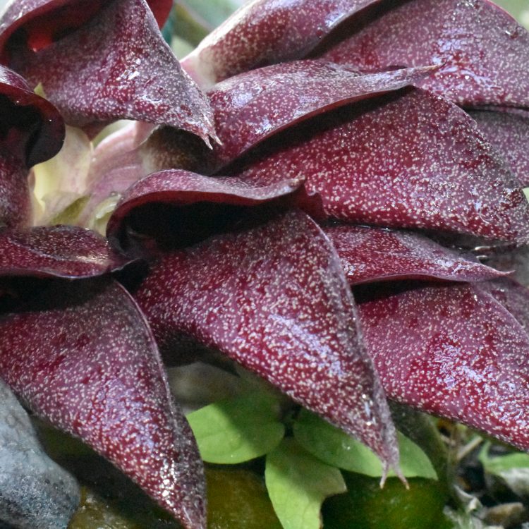 Bulbophyllum fletcherianum
