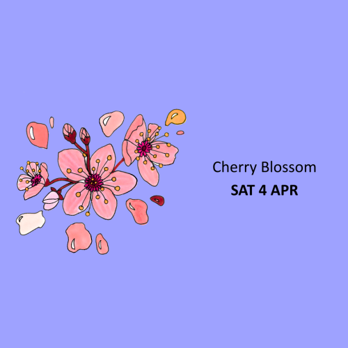 Cherry Blossom