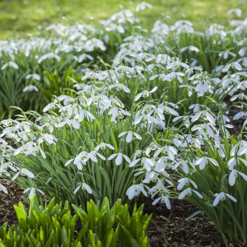 Winter cheer in January