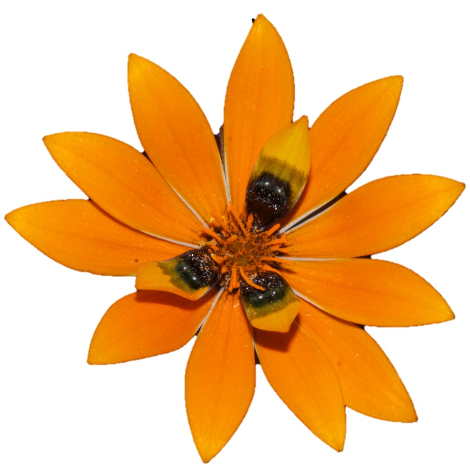 Golden yellow daisy with dark black spot markings near its centre