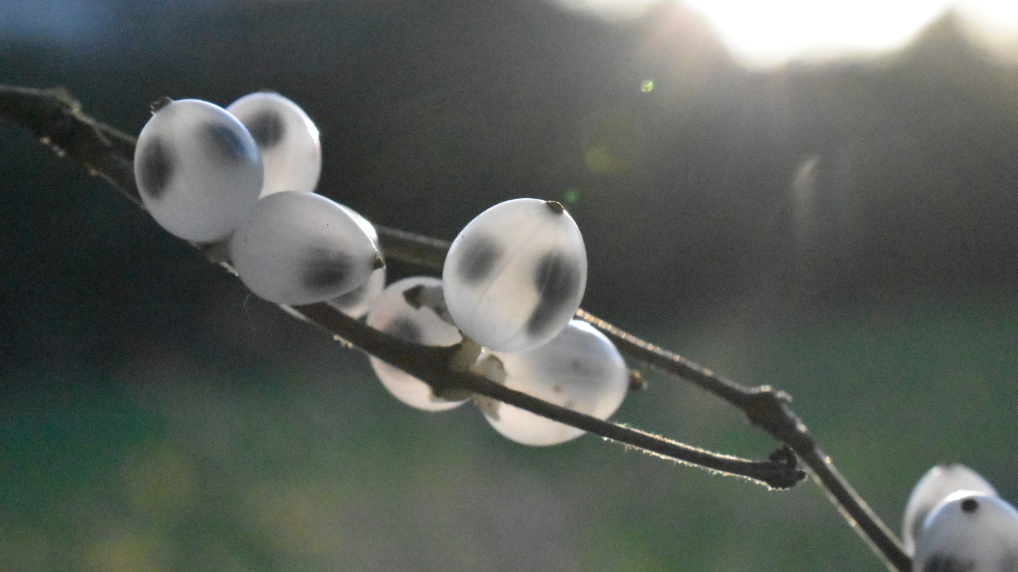 Translucent berries on a twig.