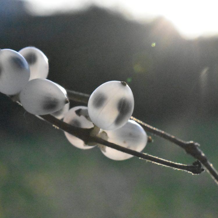 Lonicera quinquelocularis