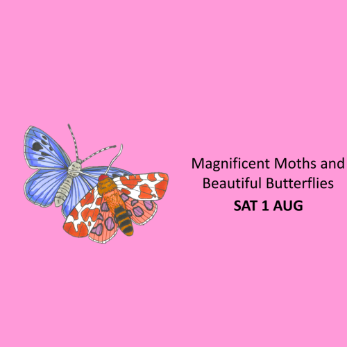 Magnificent Moths and Beautiful Butterflies