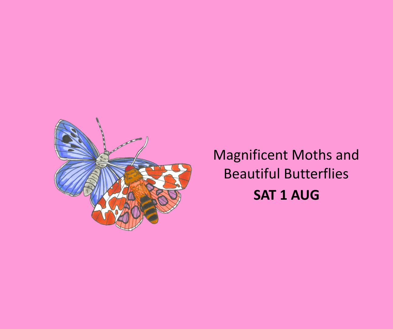 Image of a colourful moth and a butterfly.