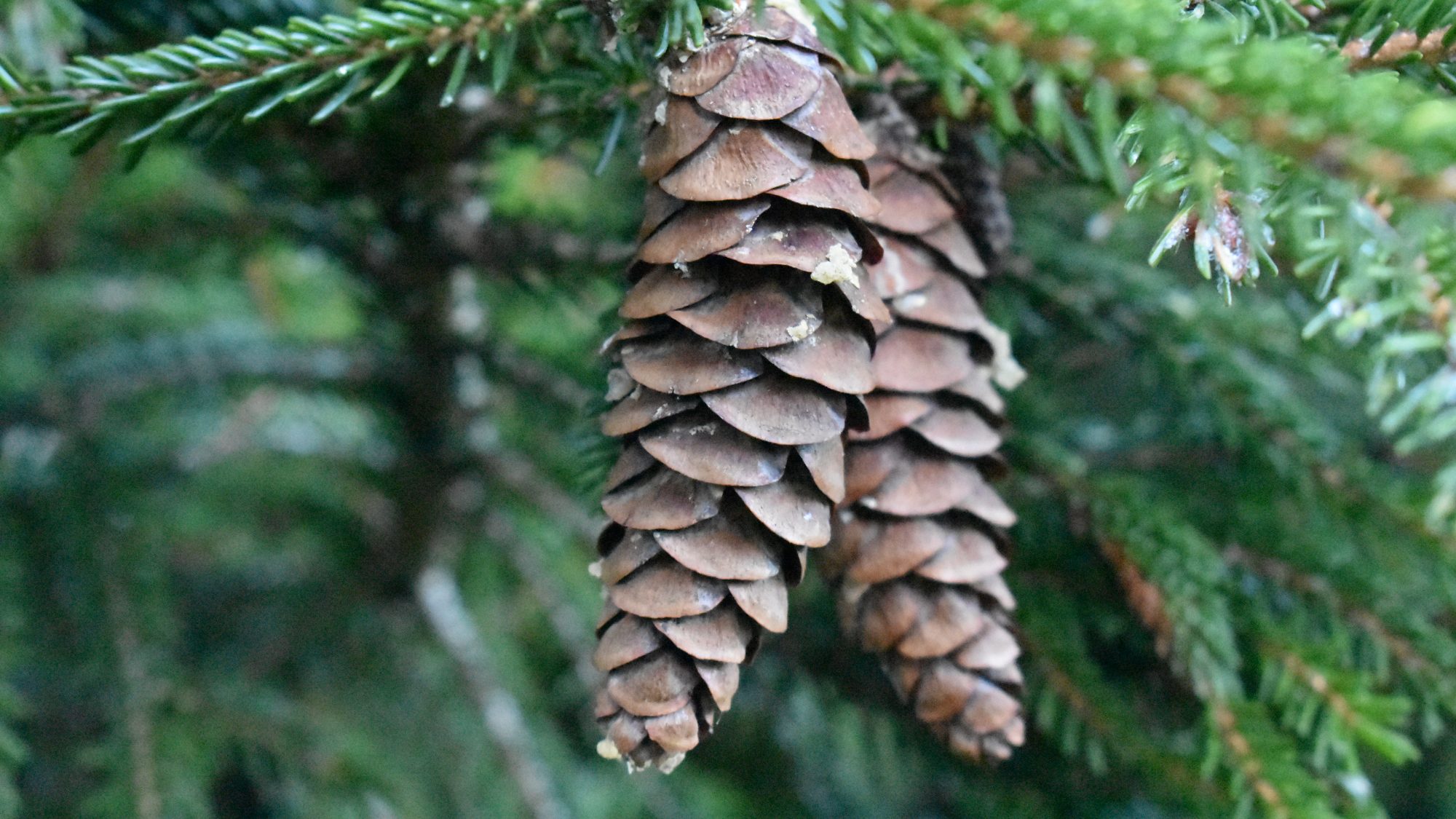 Pendent, rich brown cones.