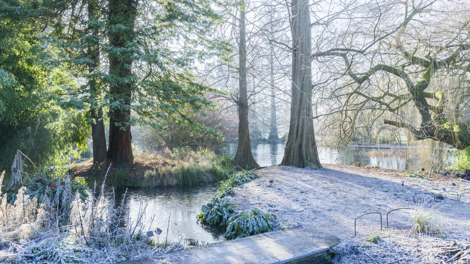A frost-covered garden path and small bridge beside a stream, surrounded by tall trees and winter planting on a clear, cold morning.