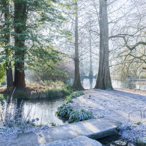 What’s on this New Year in the Garden