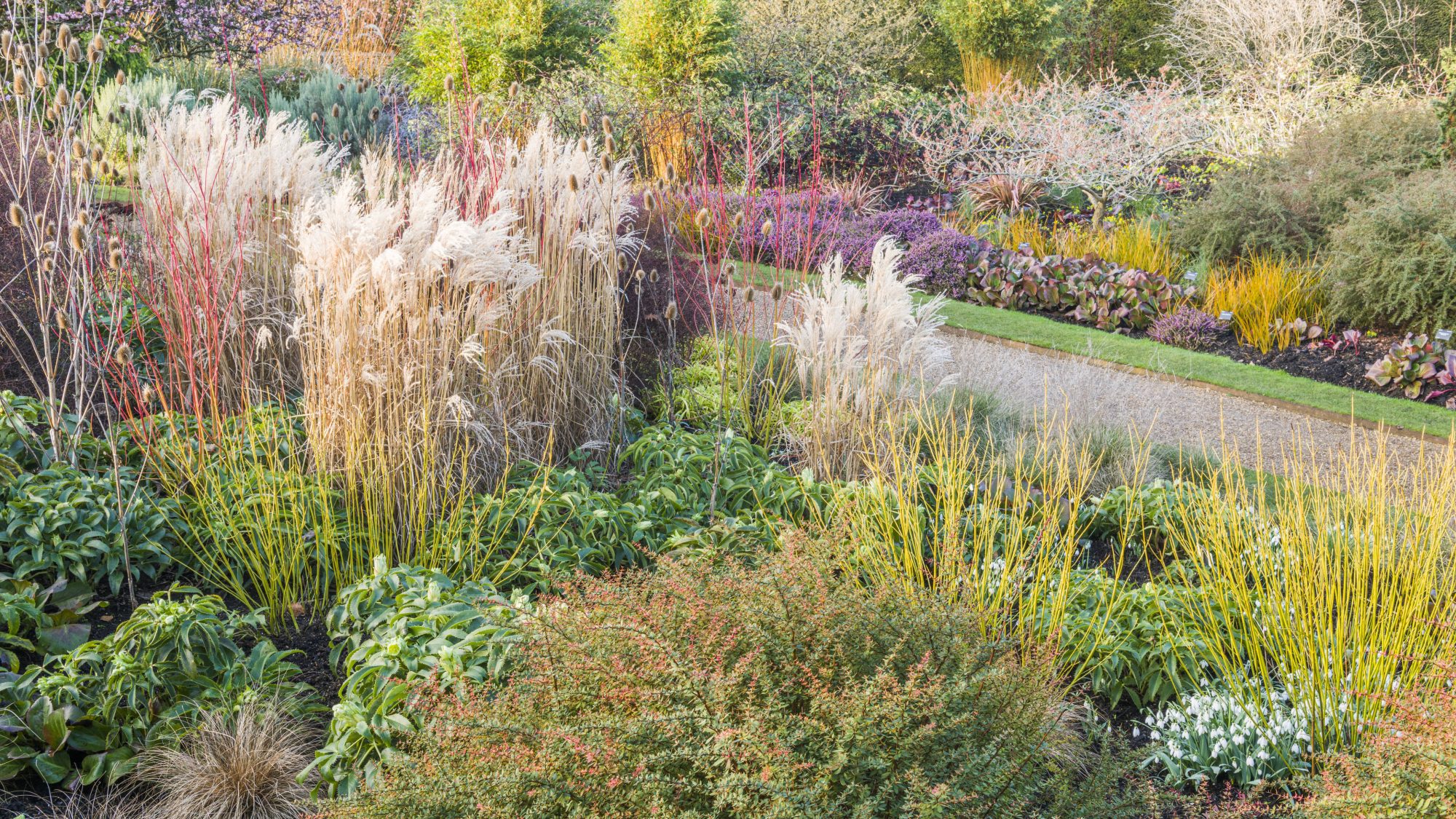 Lush garden at Cambridge University Botanic Garden, featuring a variety of vibrant plants and ornamental grasses in full bloom, with neatly arranged paths leading through the colourful foliage.