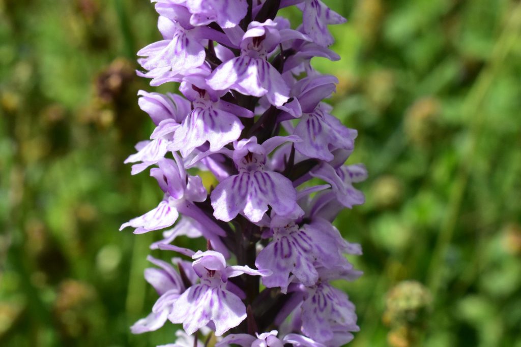 Close-up of a purple wild orchid with spotted petals with a blurred green background.
