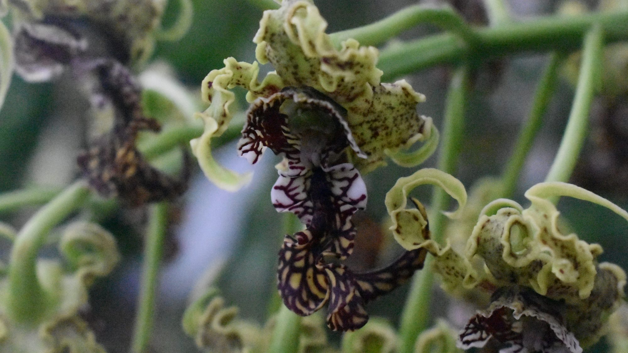 Frilled flower with green and purple colourings.