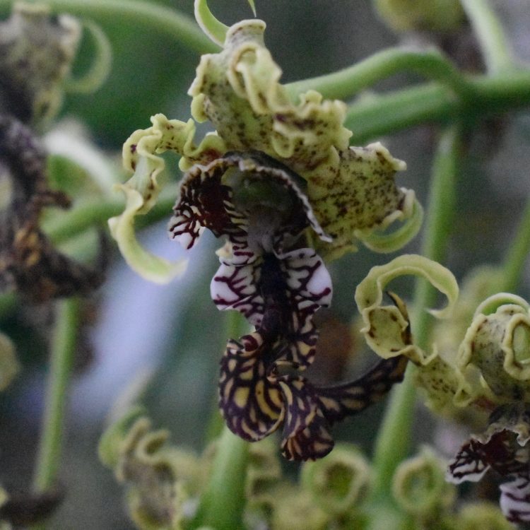 Dendrobium spectabile