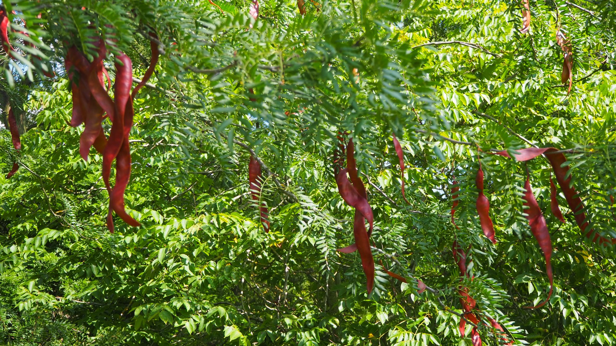 Seed pods of the honey locust tree.