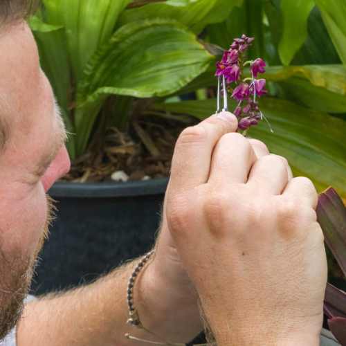 Precision pollination brings new hope for a rare orchid