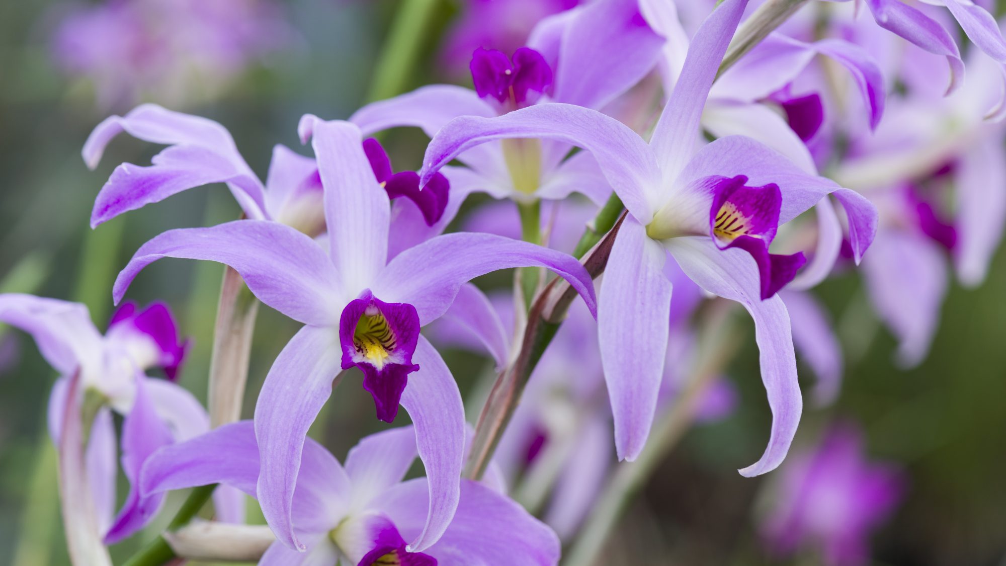 Close-up of delicate orchid flowers with pale pink petals and deep purple centres against a softly blurred green background.