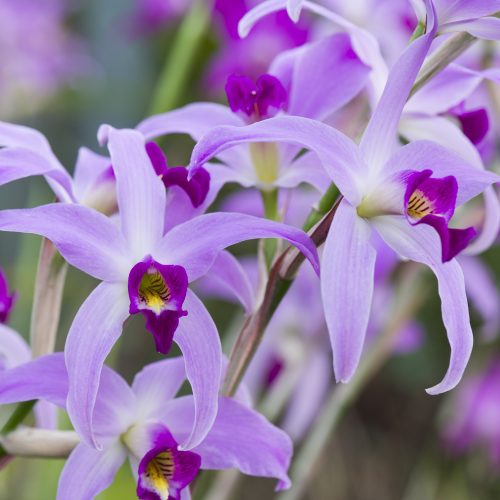 Orchids of every shape and colour