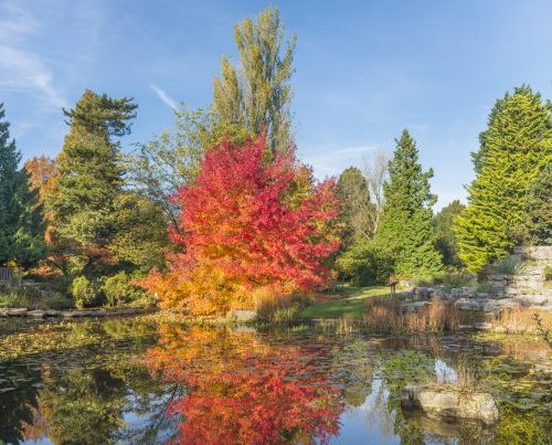 From collections to connections: CUBG’s Curator leads global plant data report
