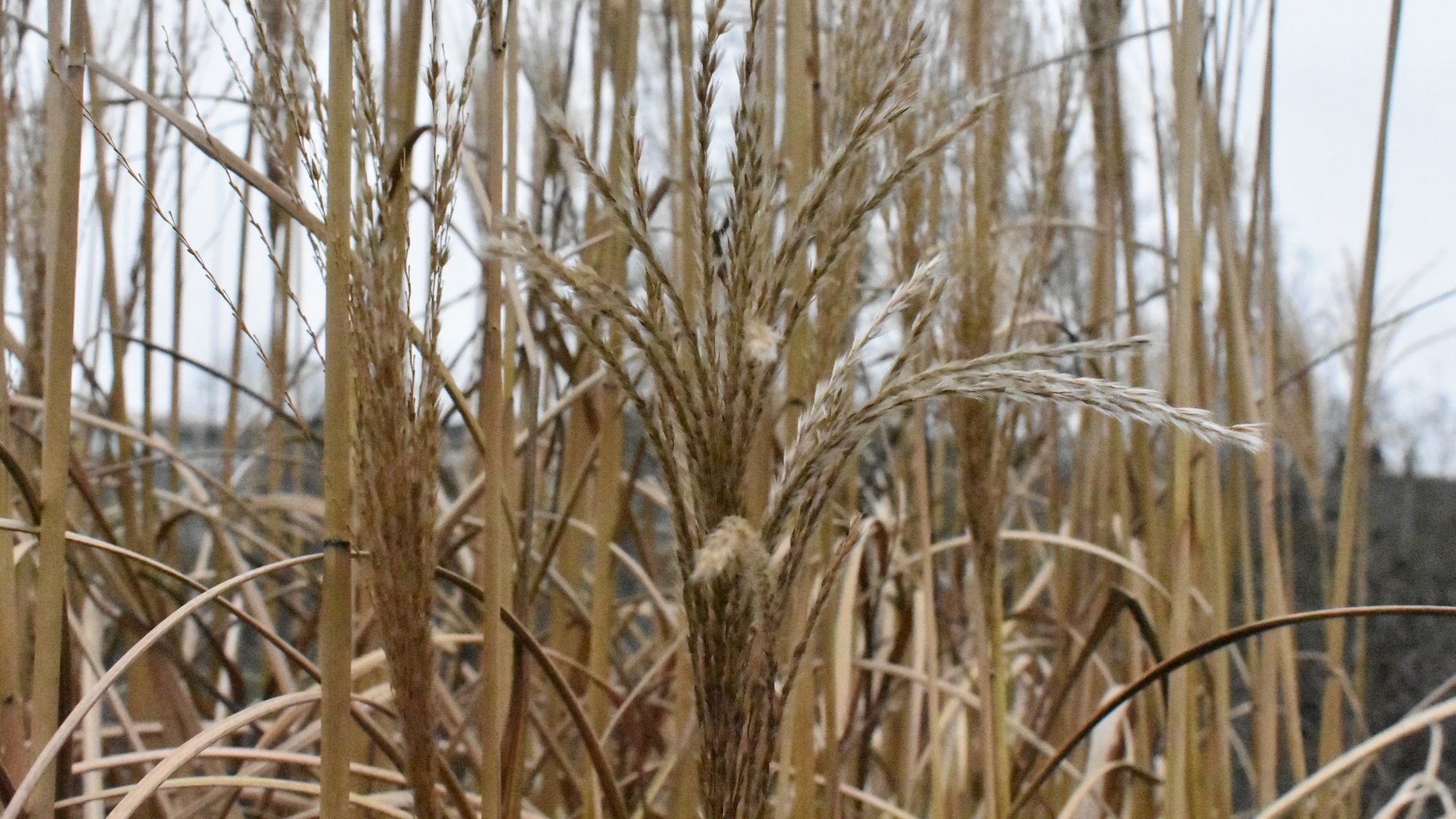 Erect, dried, grass seed heads.