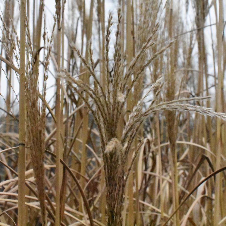 Miscanthus sinensis ‘Krater’