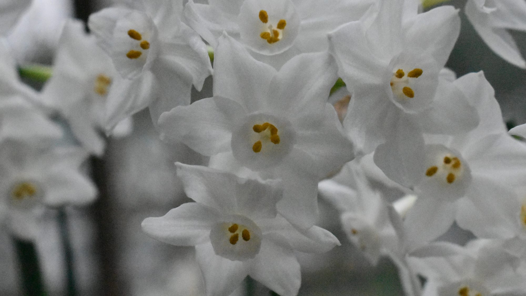 Cluster of small, white trumpet-shaped flowers.