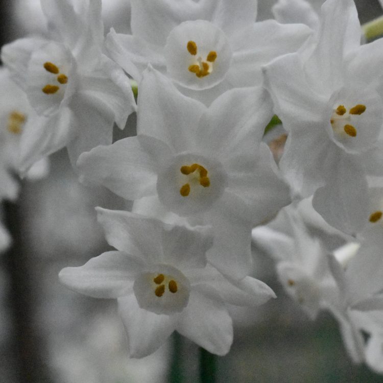Narcissus tazetta ssp. canariensis